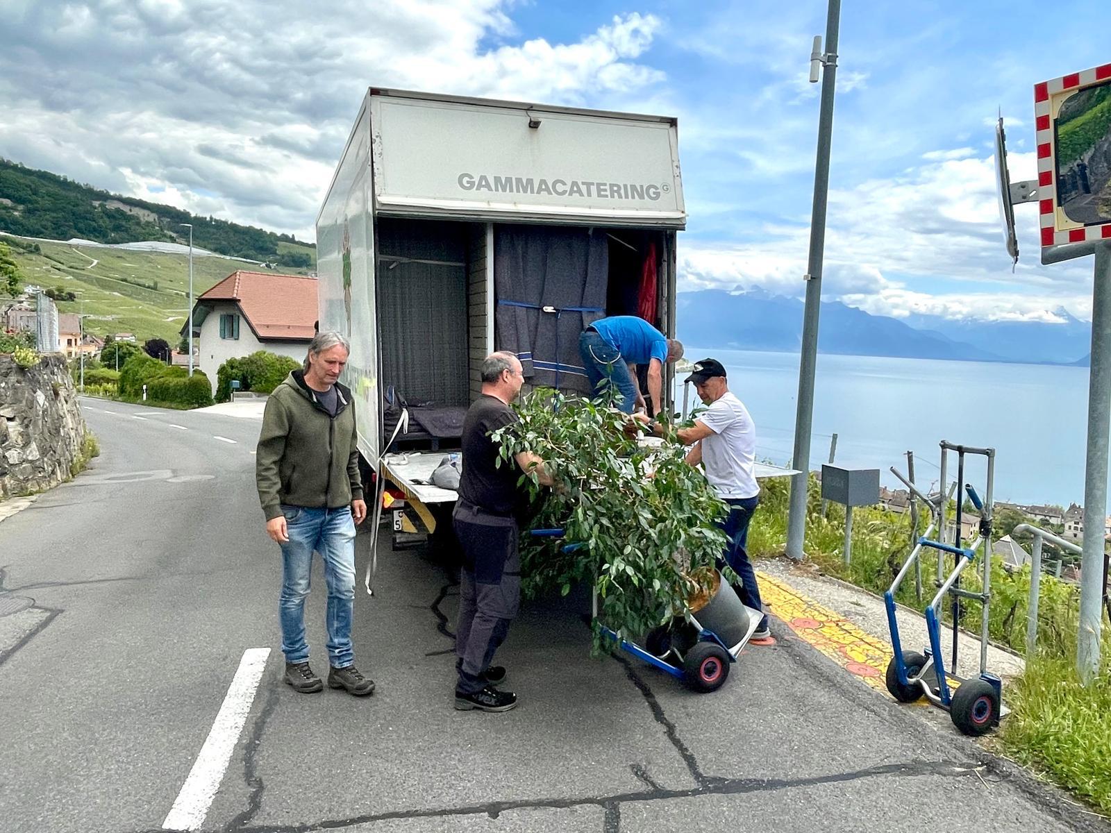 Déménagement d'arbres